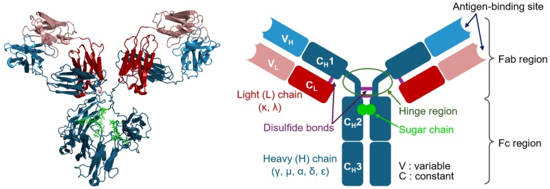 The structure of IgG antibody (OA Literature)