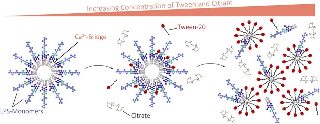 Schematic process of LPS masking (OA Literature)