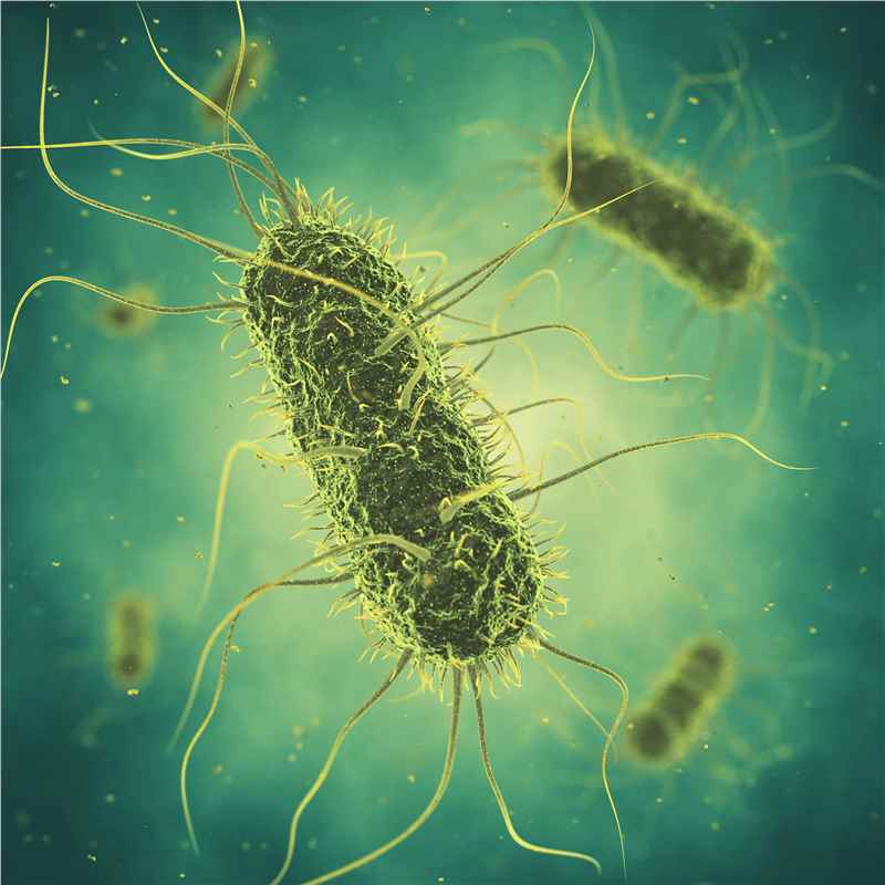 Bacteria (Creative Biolabs Authorized)