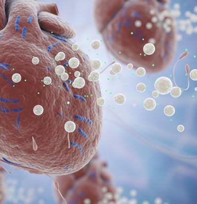 Fig.1 Cardiomyocytes are releasing exosomes. (Creative Biolabs AI)