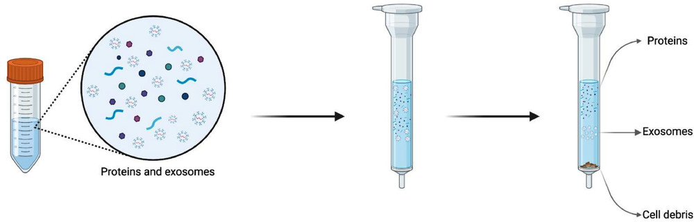 Fig.1 SEC is utilized to isolate exosomes from samples of biological fluids.