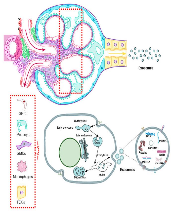 Fig.1 Urinary Exosome Formation and Composition.
