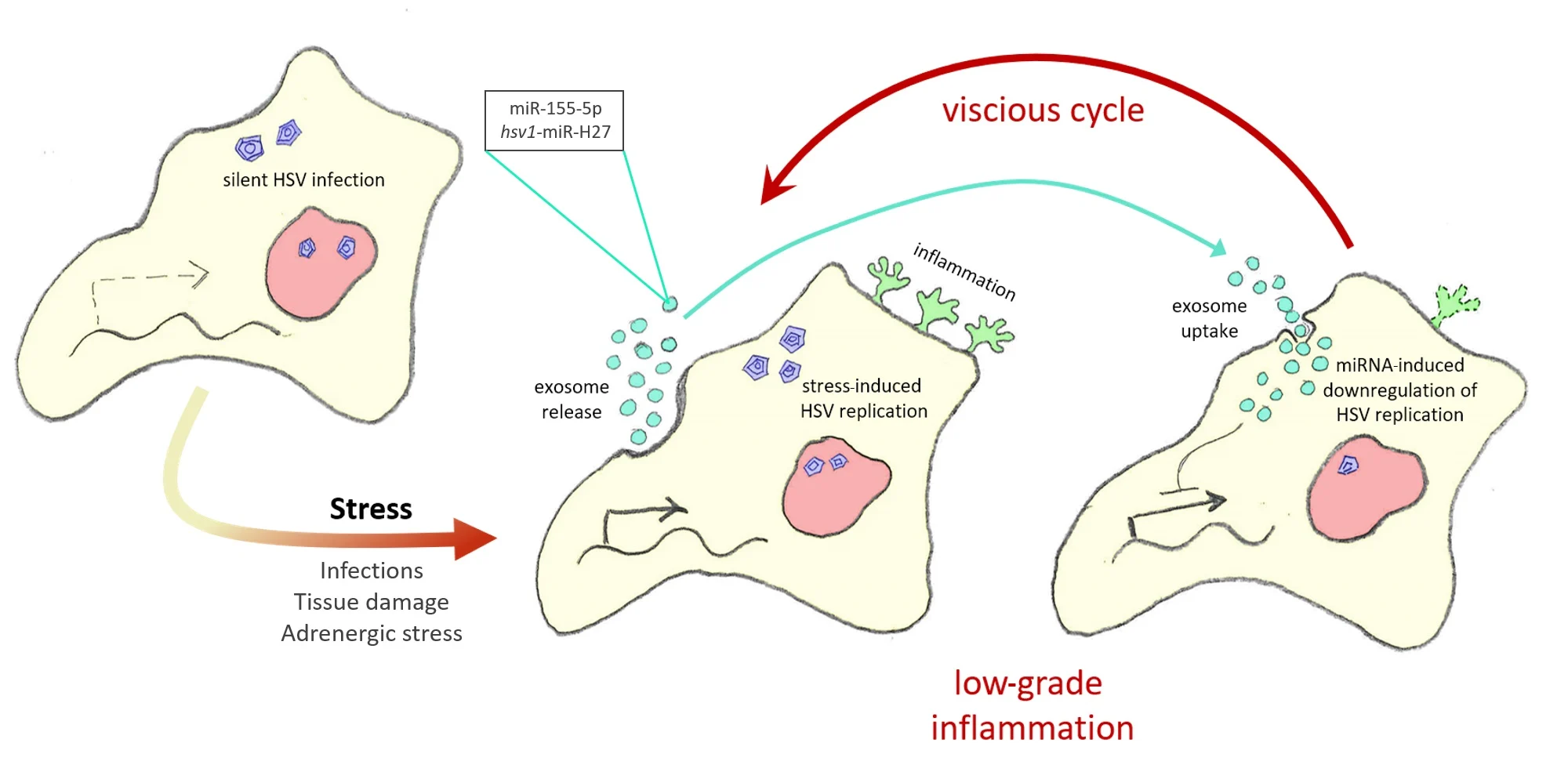 Fig.1 CSF-Derived Exosomes: HSV-1 and miRNAs in Neuroinflammation