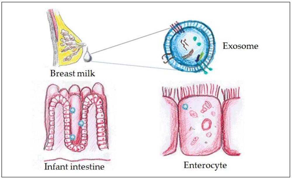 Fig.1 Exosomes in Breast Milk: Key to Epithelial Cohesion and NEC Prevention.