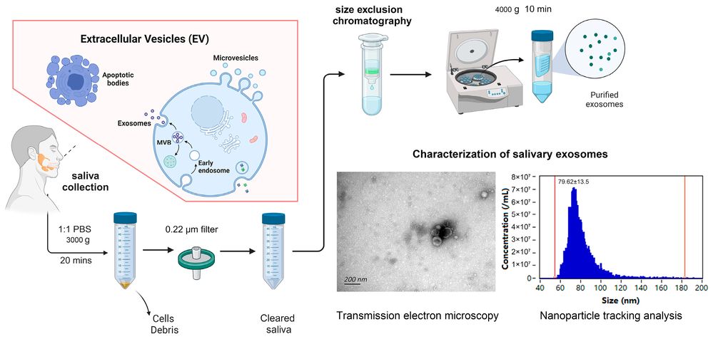 Fig.1 Isolation Process of Salivary Exosomes.