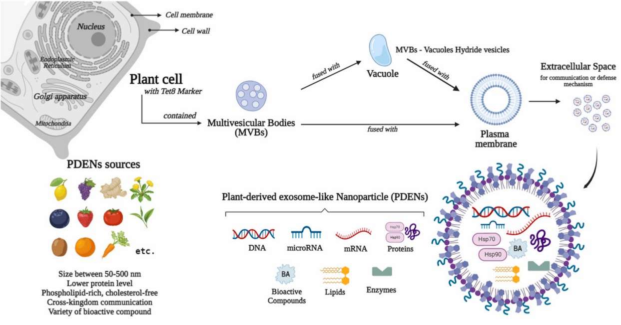 Sources, biogenesis, and contents of plant-derived exosomes. (Sarasati, et al., 2023)