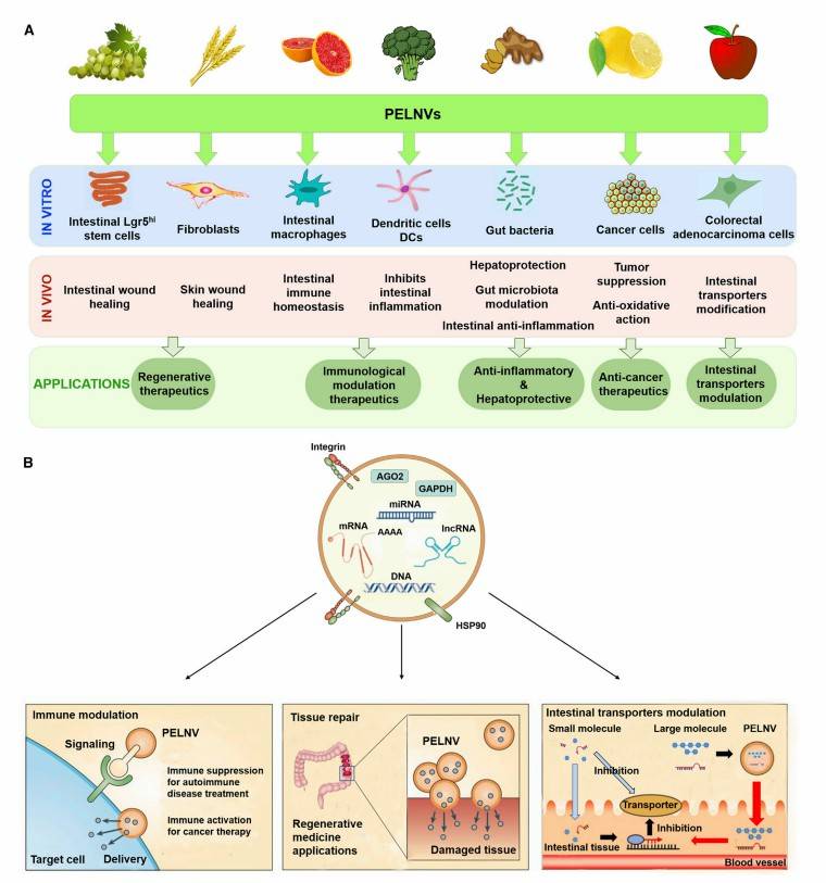 Plant-derived exosome biofunctions and their applications.(Dad, et al., 2021)