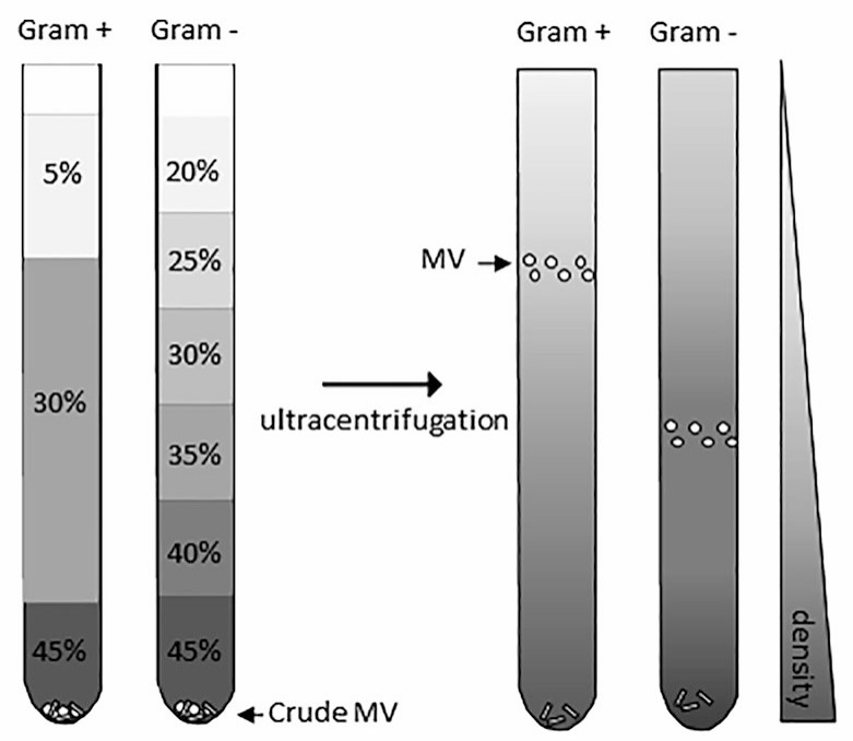 Bottom-loaded density gradient ultracentrifugation for isolation of Gram-negative and positive bacterial vesicles. (Narciso, et al., 2023)