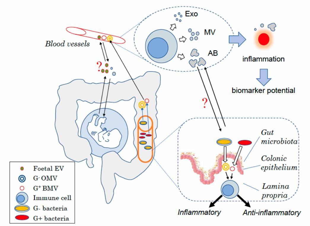 Host- and microbial-derived extracellular vesicles in humans. (Macia, et al., 2019)