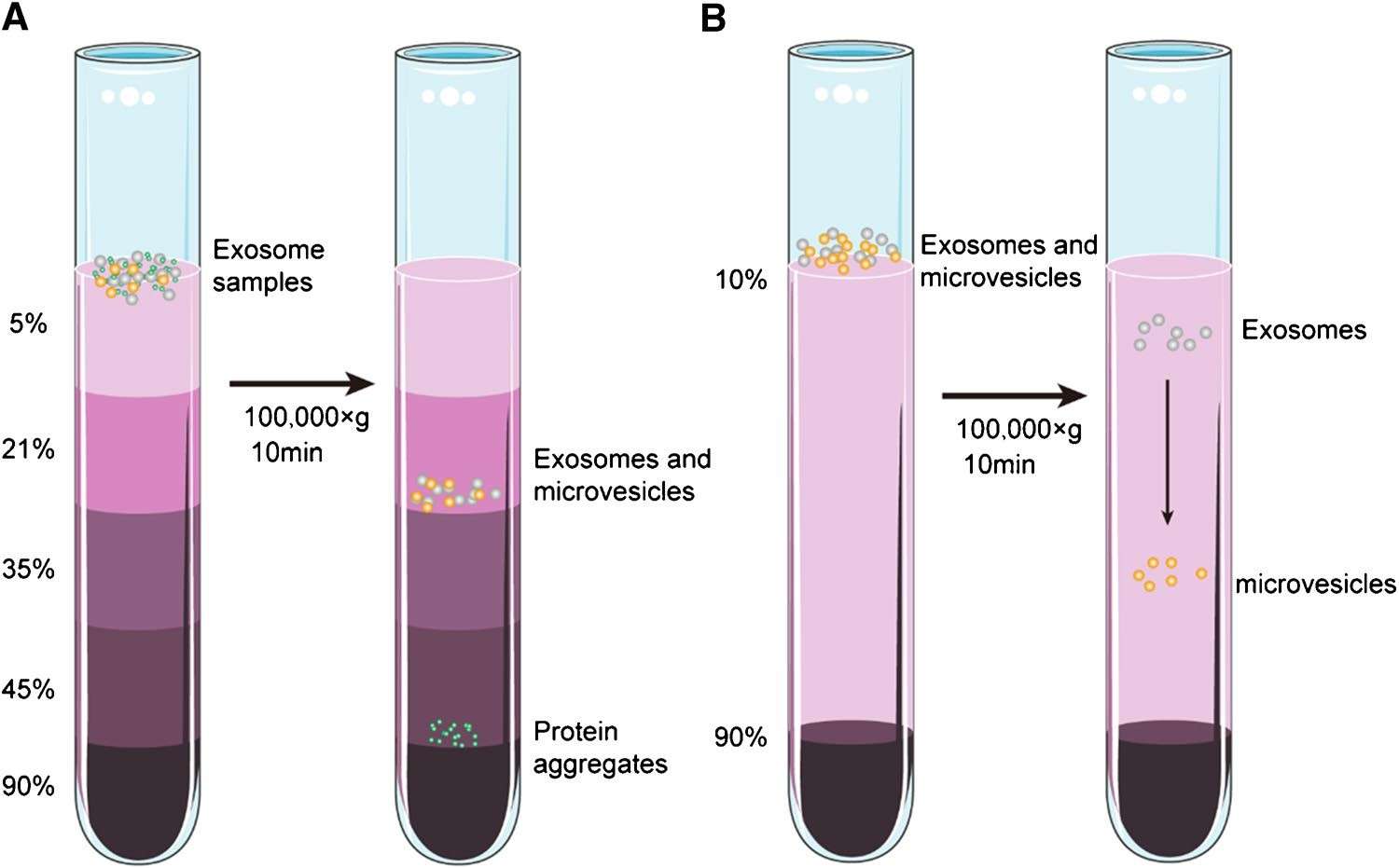 Schematic of gradient density ultracentrifugation-based exosome isolation. (Liu, et al., 2022)