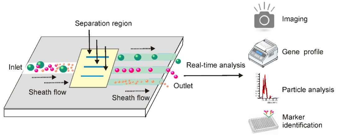 Integrated microfluidic technique allows combined exosome isolation and analysis. (Yang, et al., 2020)