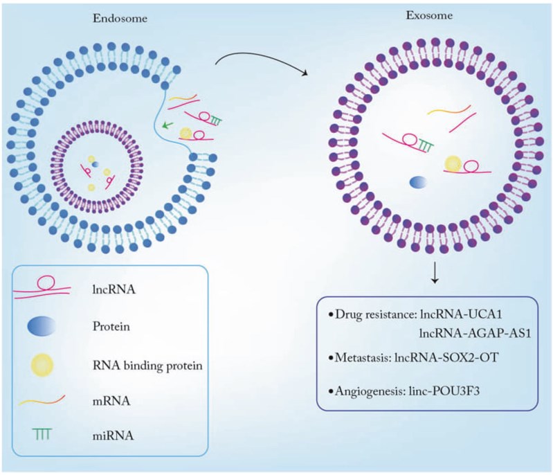 Exosomal lncRNAs promote metastasis, drug resistance, and angiogenesis in cancer cells.