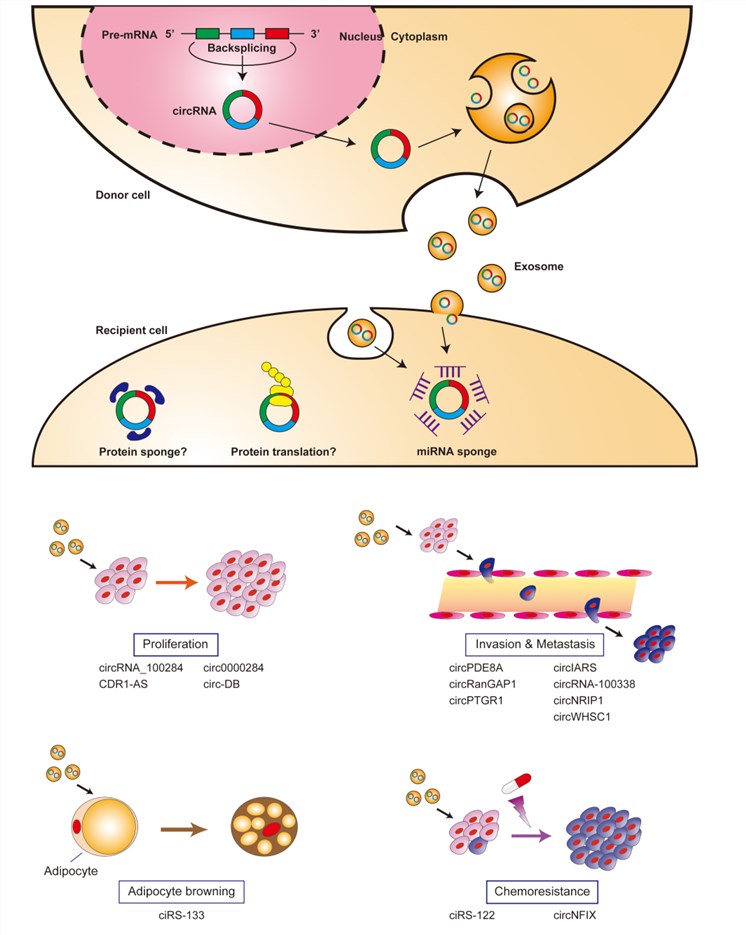 Biological functions of exosomal circRNAs.