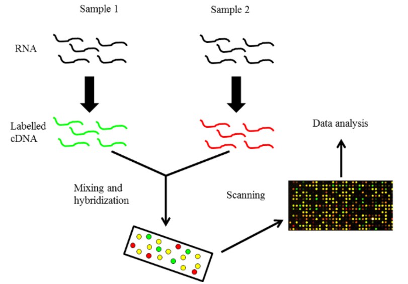 An overview of DNA microarray technology.