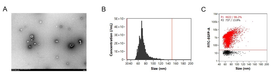 EGFP-labeled exosome analysis by TEM (A), NTA (B), and nano-flow cytometry (C). (Creative Biolabs Original)