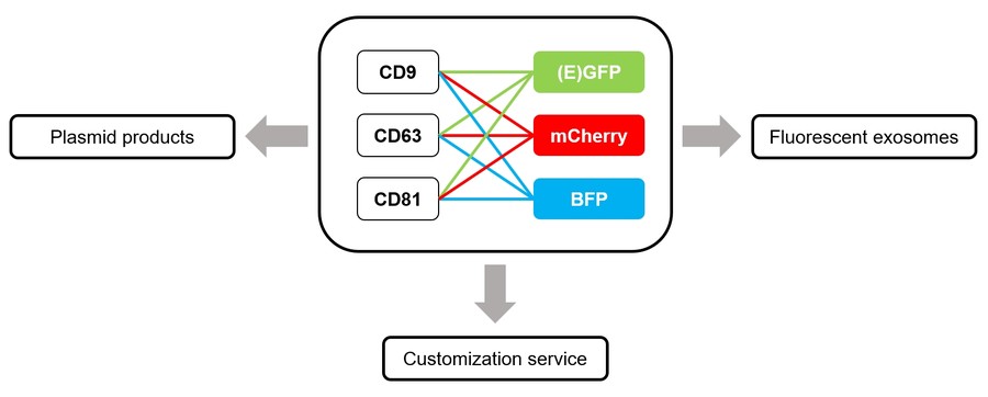 Exosomal membrane protein and fluorescent protein fusion strategy. (Creative Biolabs Original)