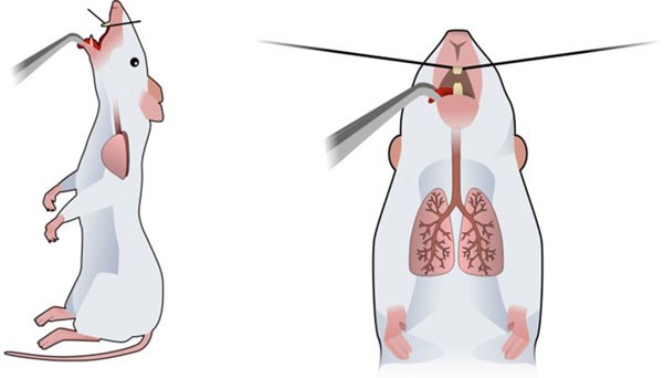 Mice should be placed angled at 90° in order to facilitate OVA solution exposition.