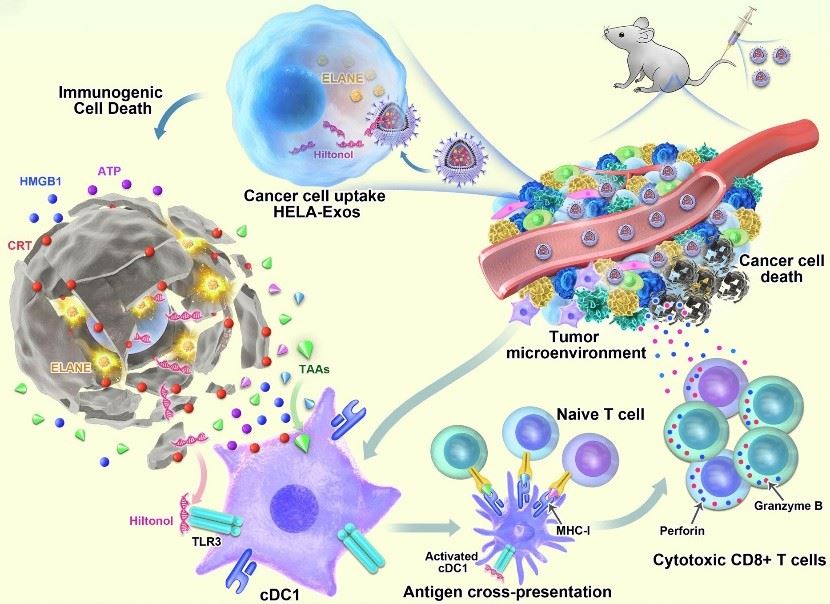 HELA-Exos activate DCs in a mouse xenograft model. (Huang, et al., 2022)