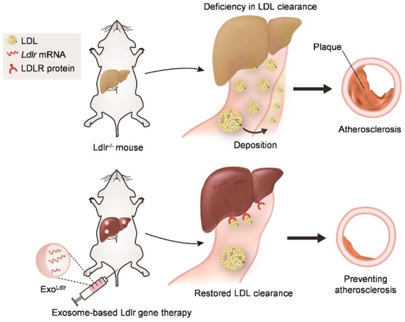 Exosome-mediated Ldlr mRNA delivery could robustly restore Ldlr expression and thus reverse the phenotype.