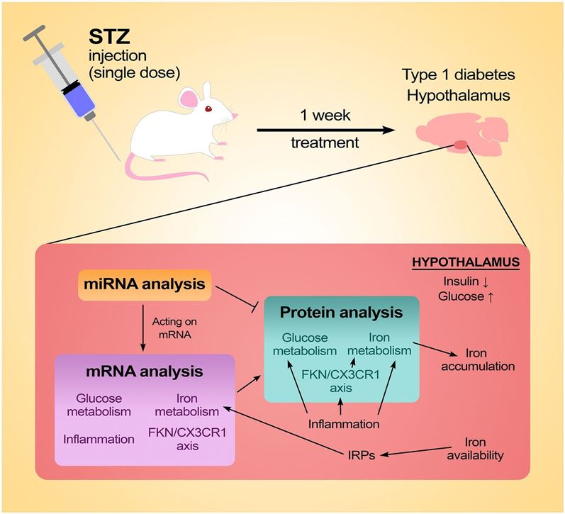 Changes of STZ-induced diabetic rats. (Pandur, et al., 2022)