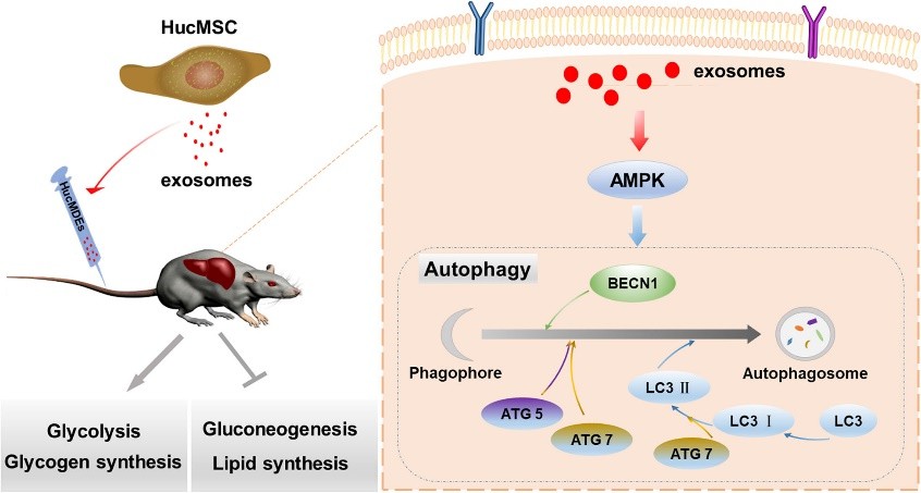 Mesenchymal stem cell-derived exosomes alleviate T2DM by improving the hepatic glucose and lipid metabolism via activating AMPK-dependent autophagy. 