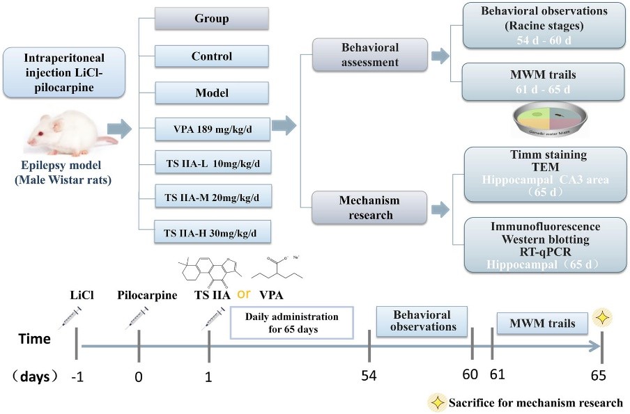 Tanshinone IIA improves cognitive function in epileptic rats. (Jia, et al., 2023)
