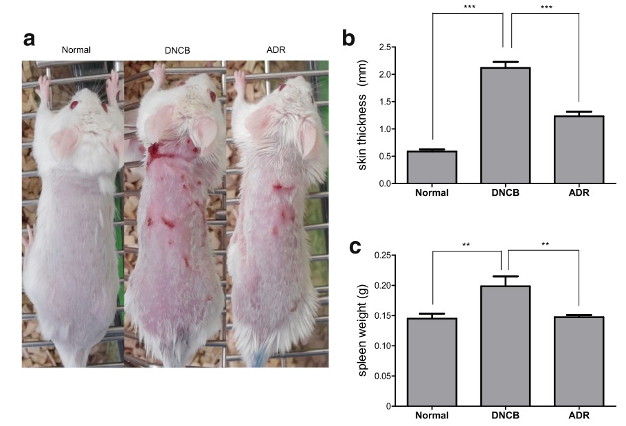 Results of treating AD mice with ADR. (Ku, et al., 2017)