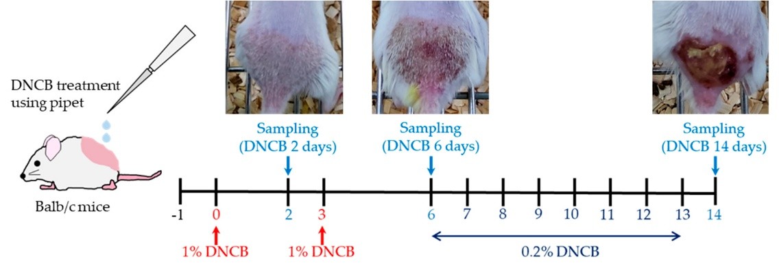 Study design for the induction of atopic dermatitis (AD) in the animal model using 2,4-dinitrochlorobenzene (DNCB).