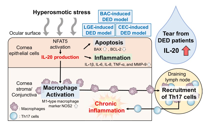 Interleukin-20 and dry eye disease. (Wang, et al., 2022)