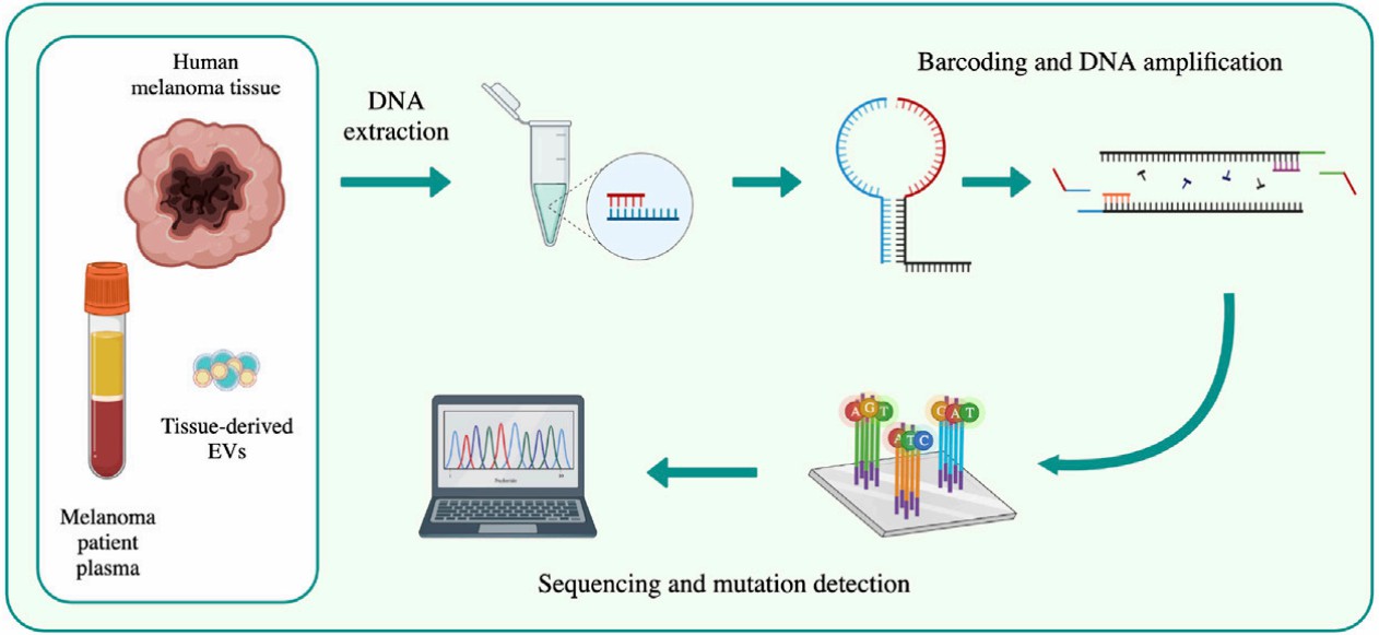 DNA sequencing was performed on human melanoma tissue, tissue-derived EVs, and melanoma patient plasma. 