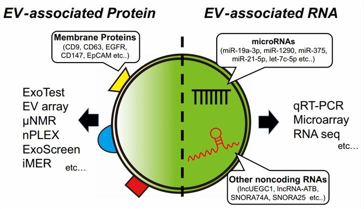 Molecular components of extracellular vesicles (EVs) as cancer biomarkers.