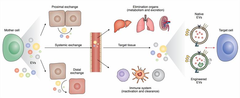 Illustration of EV-mediated cell cross-talk, clearance mechanisms and immune responses.