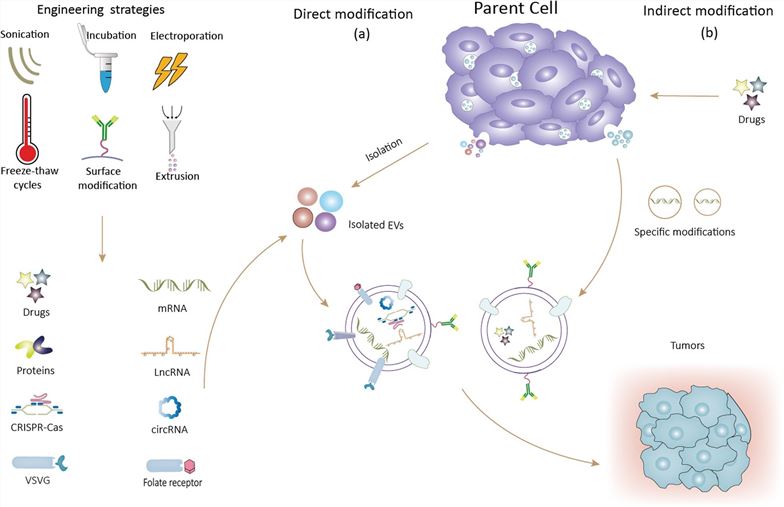 Extracellular vesicle loading method. (Zhang, et al., 2022)