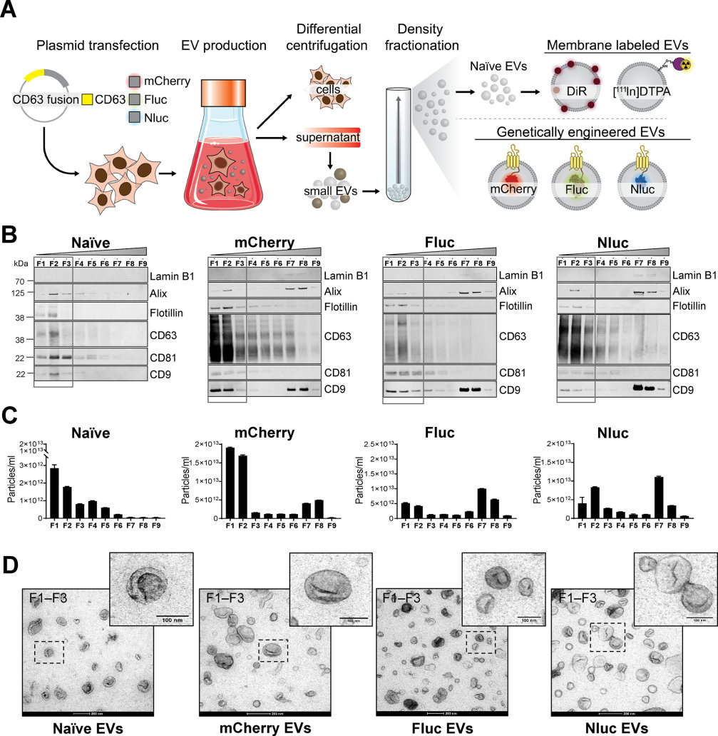 Membrane-labeled and engineered EVs. (Lázaro-Ibáñez, et al., 2021)