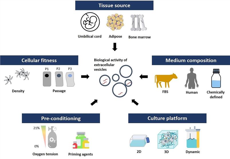 MSC-derived EV production. (Almeria, et al., 2022)