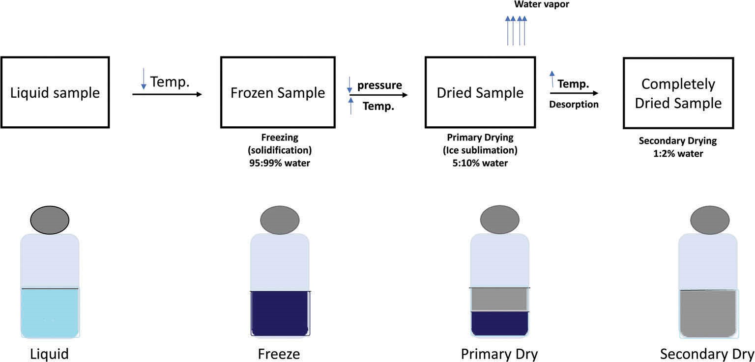 Schematic diagram of freeze drying.