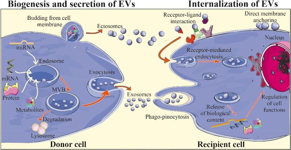 iogenesis and biological activity of EVs.