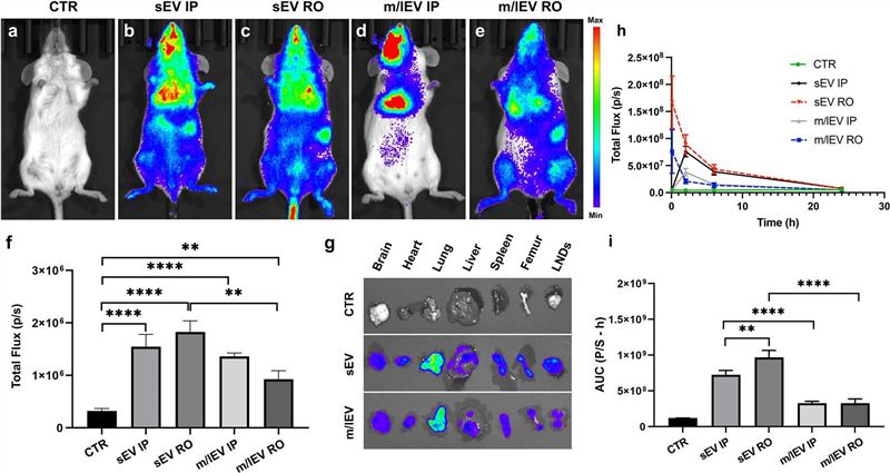 Similar biodistribution of EVs derived from metastatic mammary carcinoma cells. (Perez, et al., 2022)