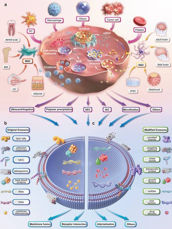 Fig.1 Stem cell exosome therapy. (Tan, et al., 2024)