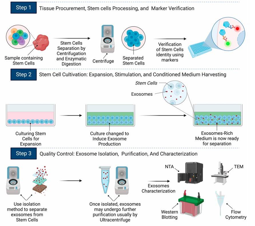 Fig. 2 Workflow of stem cell exosome production. (Abdulmalek, et al., 2024)