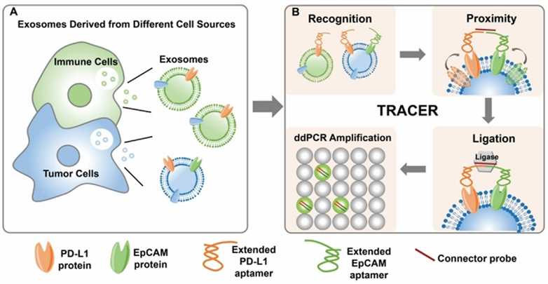 Working principle of the highly sensitive quantification of tumor-derived Exo-PD-L1 using aptamer-based PLA.