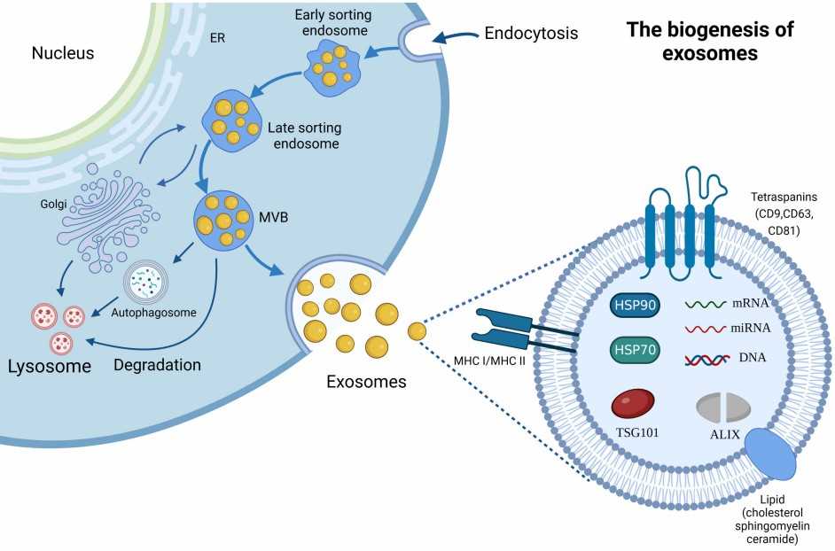 The biogenesis and composition of Exosome.