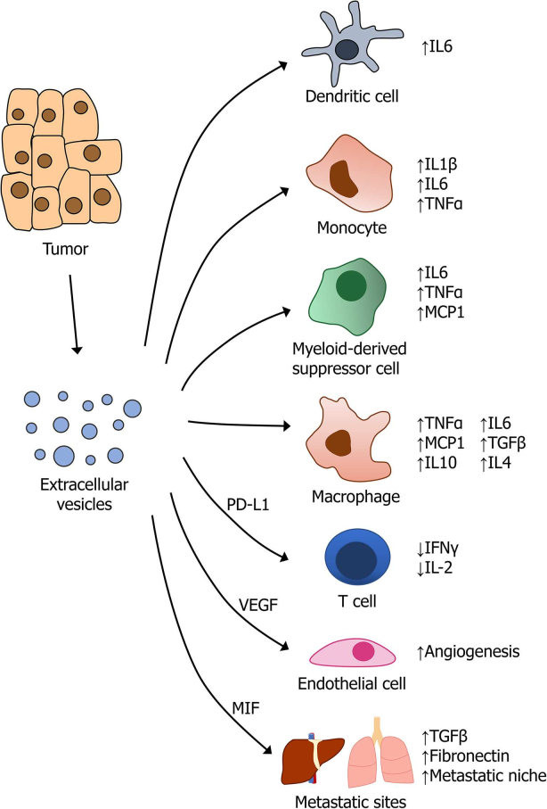 Cytokine signaling in tumor-derived extracellular vesicles. (Barnes ＆ Somerville, 2020)
