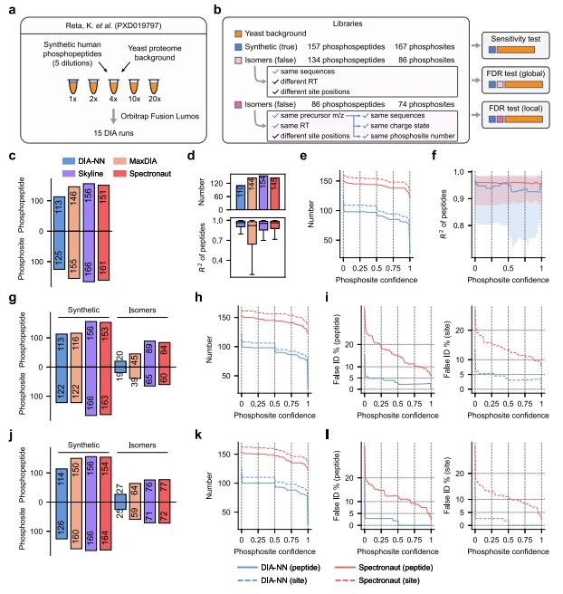 Analysis of phosphopeptide identification and phosphosite localization. (Lou, et al., 2023)