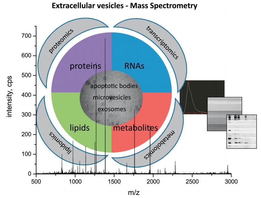 MS has an important role in the characterization of exosomes.