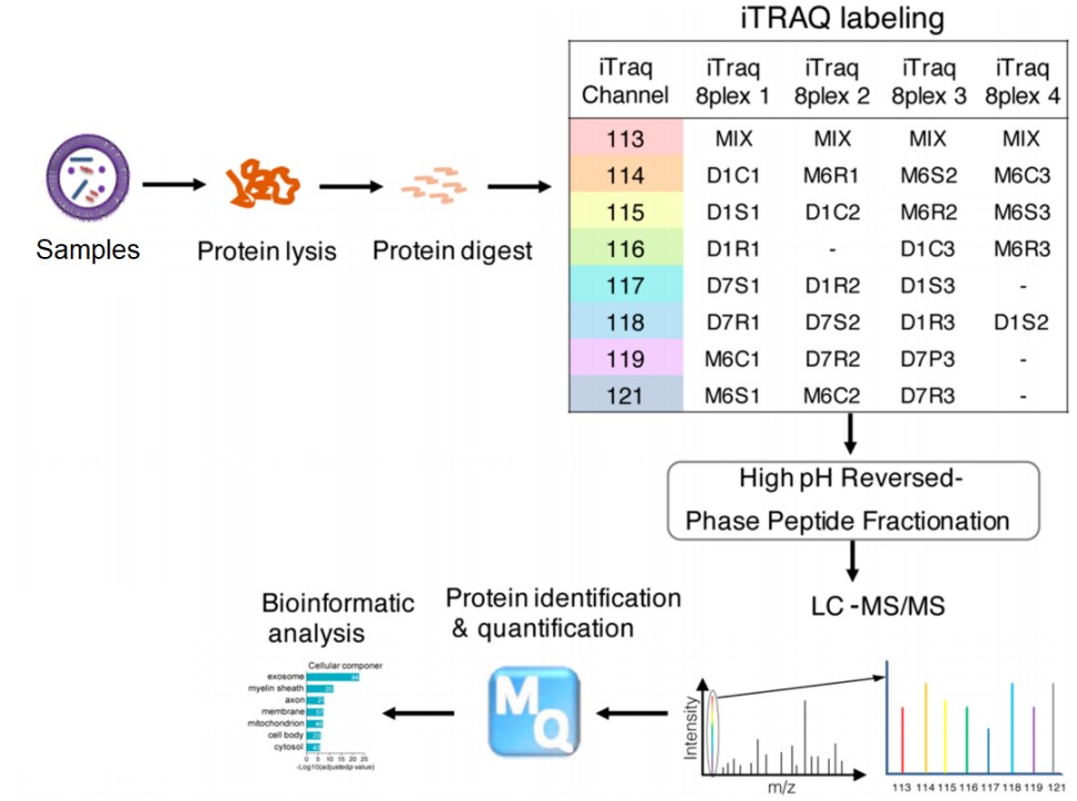 Schematic illustration of the iTRAQ-based proteomics study. 