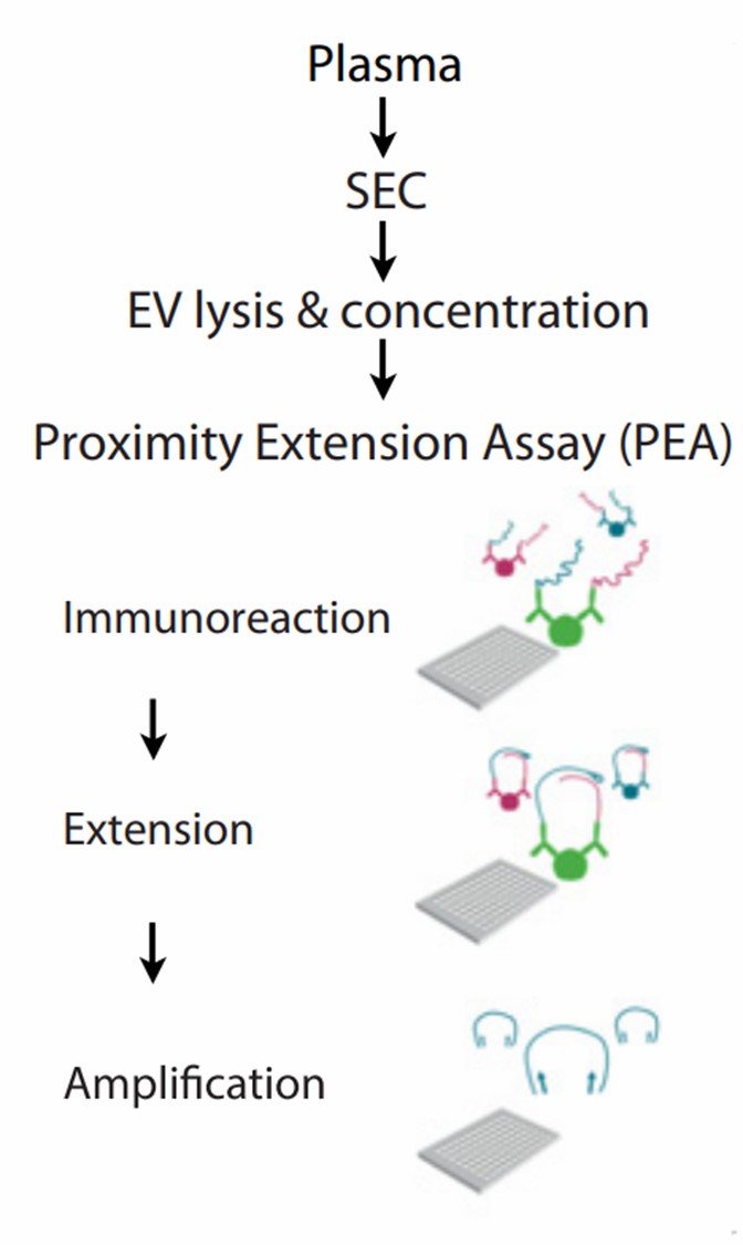 Procedure for plasma EV (plEV) isolation and analysis by multiplex immunoassay based on proximity extension technology. (Indira, 2019)