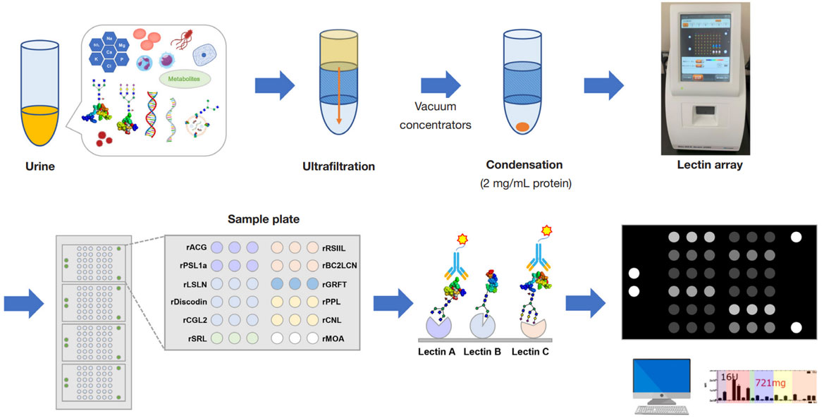 Schematic protocol of glycoprotein analysis using lectin-based microarray system.