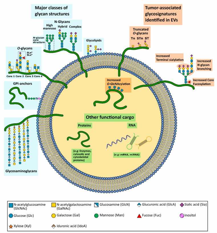 Fig.1 Glycosylated exosomes. (Martins, et al., 2021)