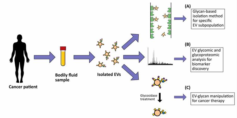 Fig. 2 Applications of EV glycosylation. (Martins, et al., 2021)